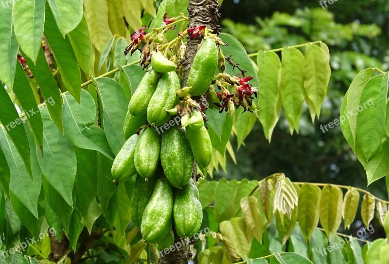 Bilimbi Fruit Flower Averrhoa Bilimbi Cucumber Tree