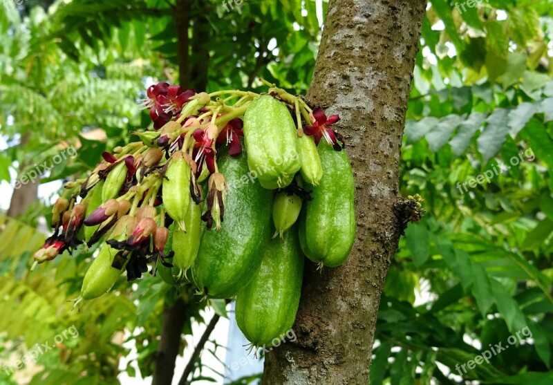 Bilimbi Fruit Flower Averrhoa Bilimbi Cucumber Tree