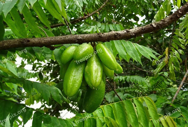 Bilimbi Fruit Averrhoa Bilimbi Cucumber Tree Tree Sorrel