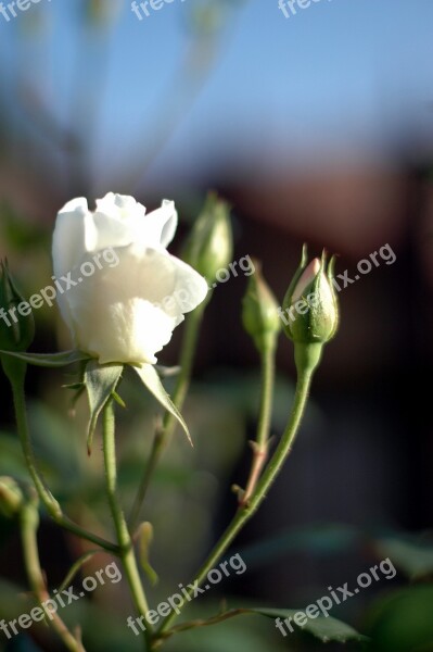 White Iceberg Rose Buds Spring Garden Free Photos