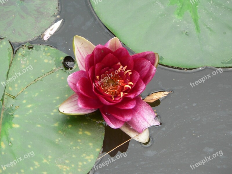 Water Lily Flower Flower Water Nature Water Lilies