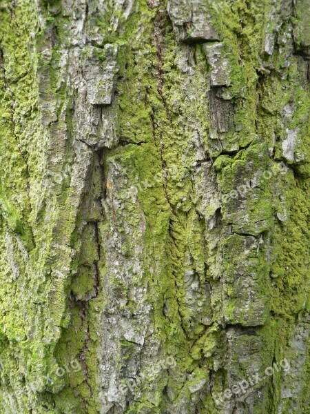 The Bark Tree Moss Invoice Trunk