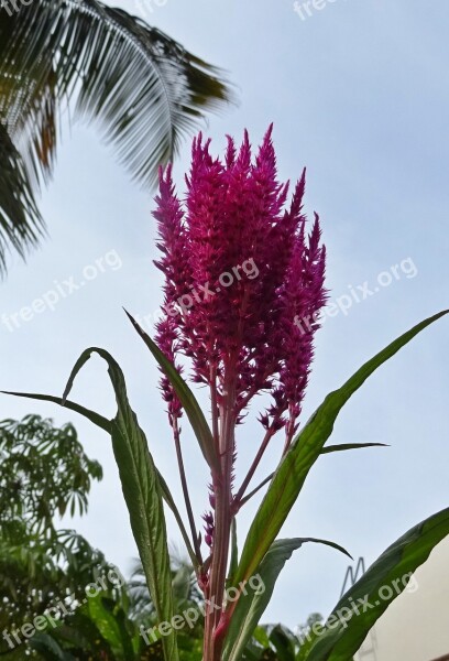 Flower Cockscomb Celosia Cristata Celosia Flora