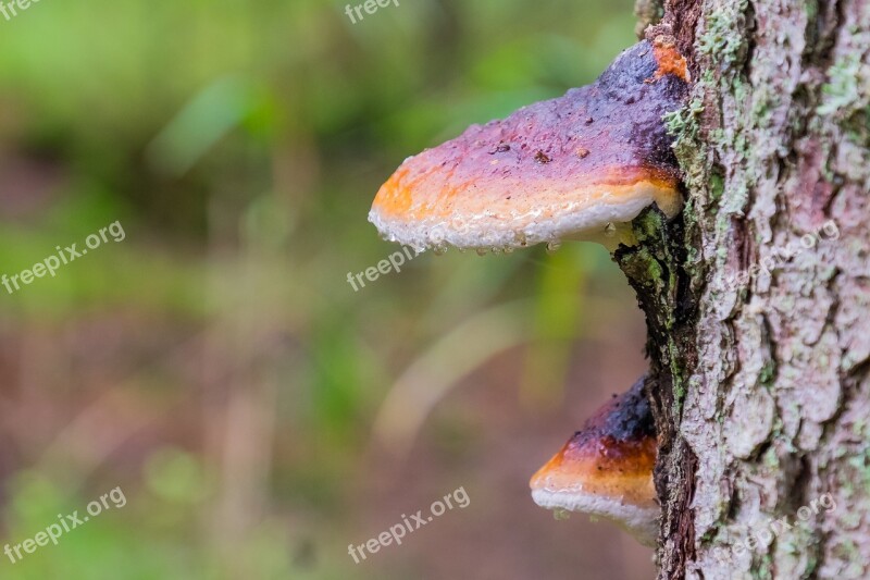 Fungus Tree Wet Mushroom Trunk