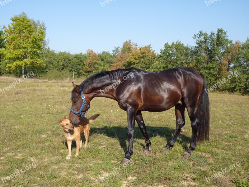 Horse Pure Arab Blood Horse Breeding Equine Horses