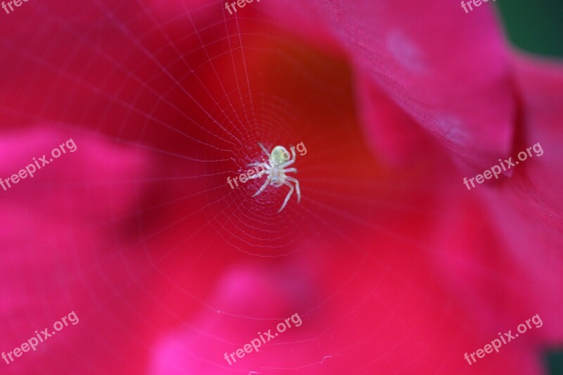 Macro Close Up Spider Cobweb Nature