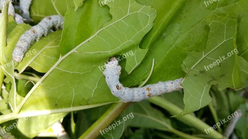 Larva Silkworm Mulberry Insects Pest