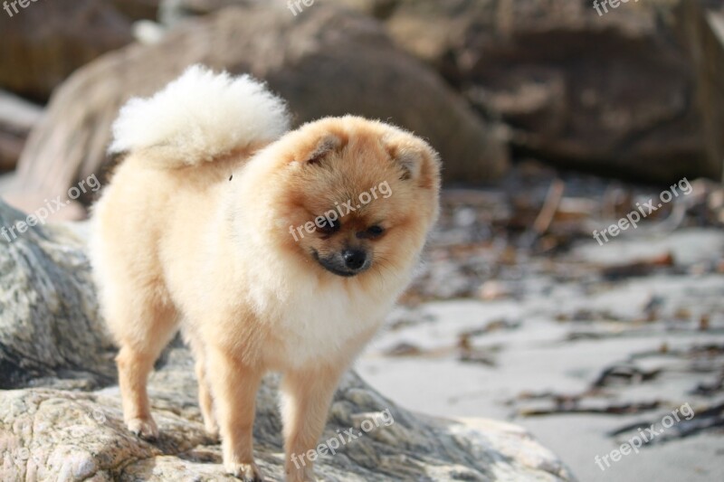 Pomeranian Spitz Miniature Pet Dog Breed