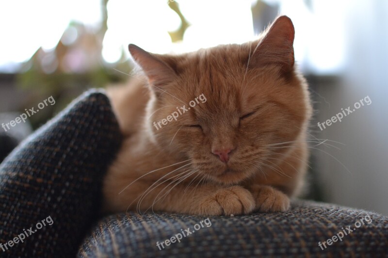 Cat Ginger Sleeping Pet Cute