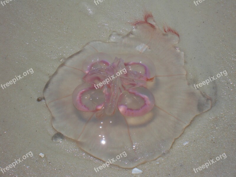 Jellyfish Moon Jellyfish Animal Aurelia Aurita Nature