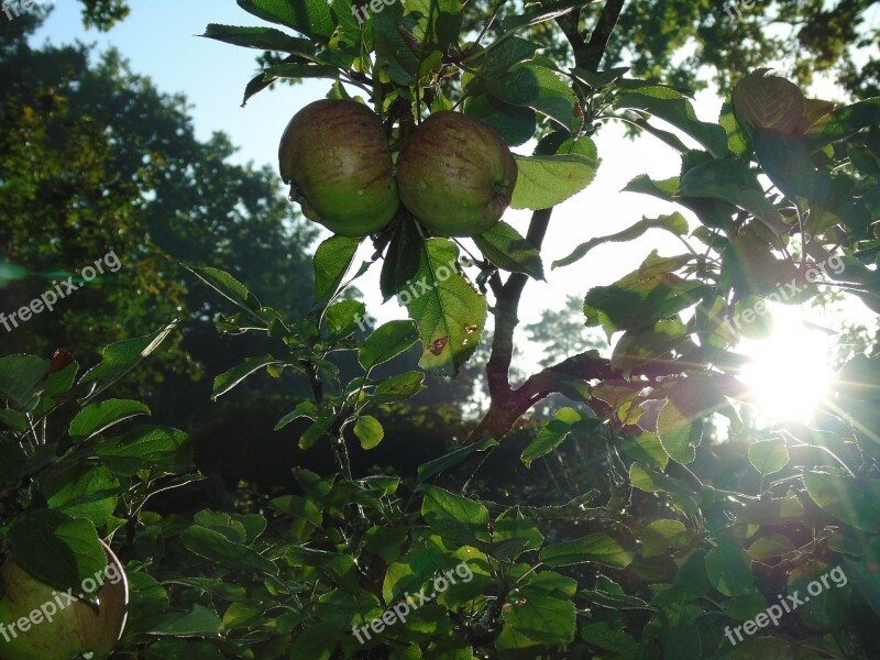 Sunrise Sun Morning Sun Apple Apple Tree