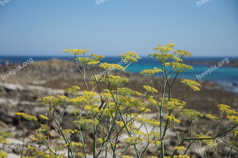 Fennel Seaside Wild Coast Maritime Landscape Vegetation