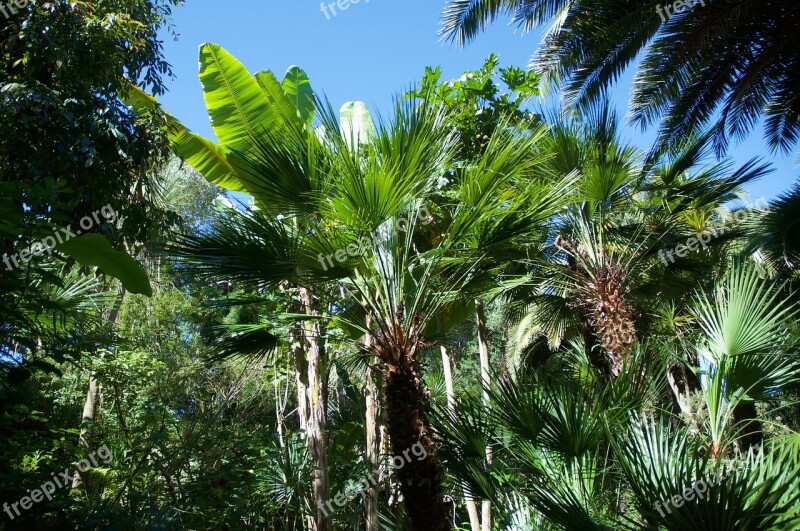 Palm Banana Exotic Garden Isle Of Batz Free Photos