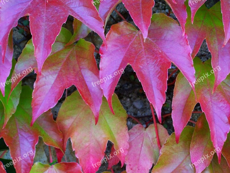 Wild Grapes Autumn Colors Climbing Plants Free Photos