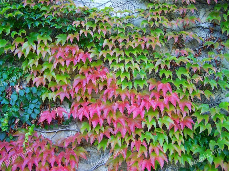 Wild Grapes Autumn Colors Climbing Plants Free Photos