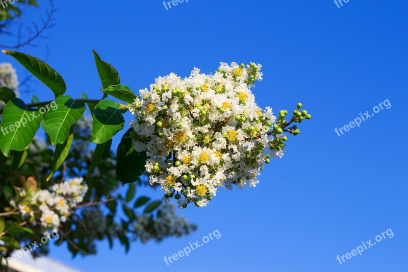 Lagerstroemia Indica Espumilla Jupiter Tree Jupiter Indian Lilac