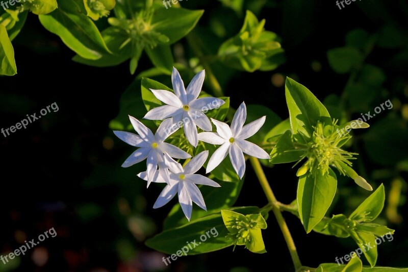 Jasmine's Star Flowers White 7 Petals Nature