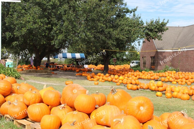 Pumpkins Fall Autumn Pumpkin Patch Orange