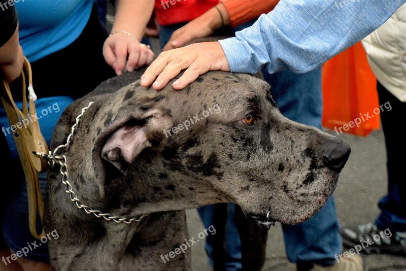 Great Dane Dog Great Dane Pet