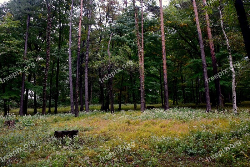 Forest Opening Trees Nature Open