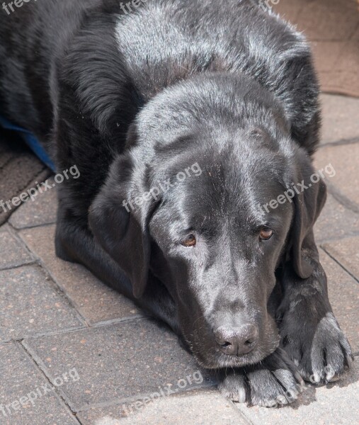 Black Labrador Dog Canine Cute Animal