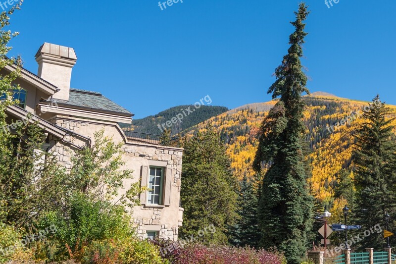 Vail Colorado Foliage Nature Usa