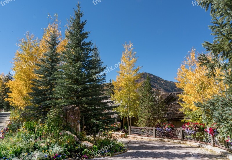 Vail Colorado Foliage Nature Garden