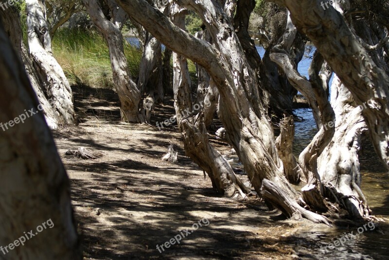 Mangrove Beach Nature Tree Landscape