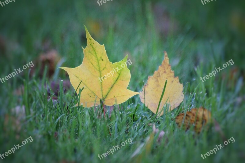 Autumn Foliage Autumn Leaves Fall Colors Colorful Foliage