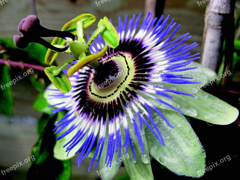 Flower Passionflower Garden Creeper Botany