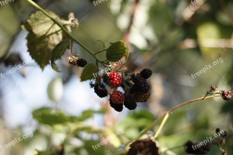 Berry Raspberry Food Nature Garden