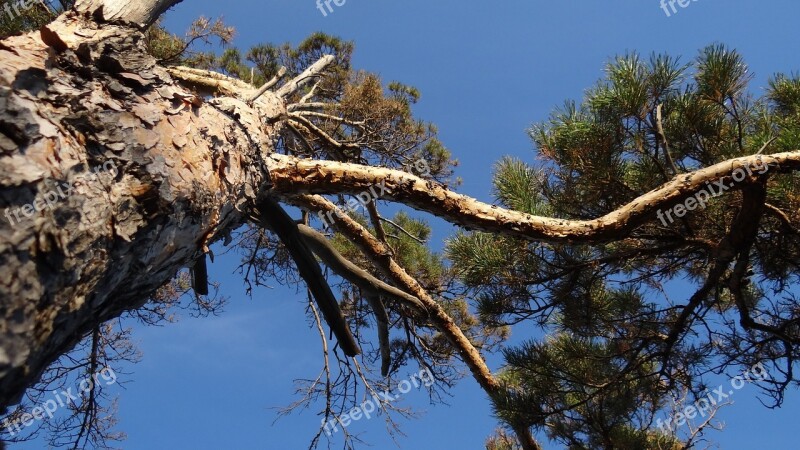 Nature Tree Pine Krone Sky