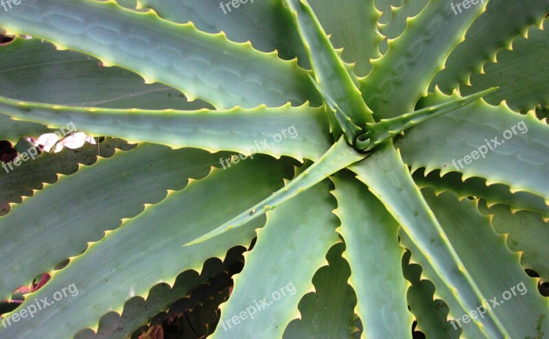 Succulent Spiky Dry Agave Prickly