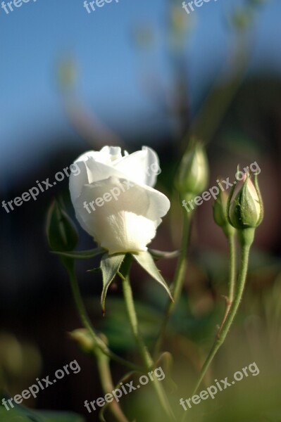 White Iceberg Rose Buds Spring Garden Free Photos