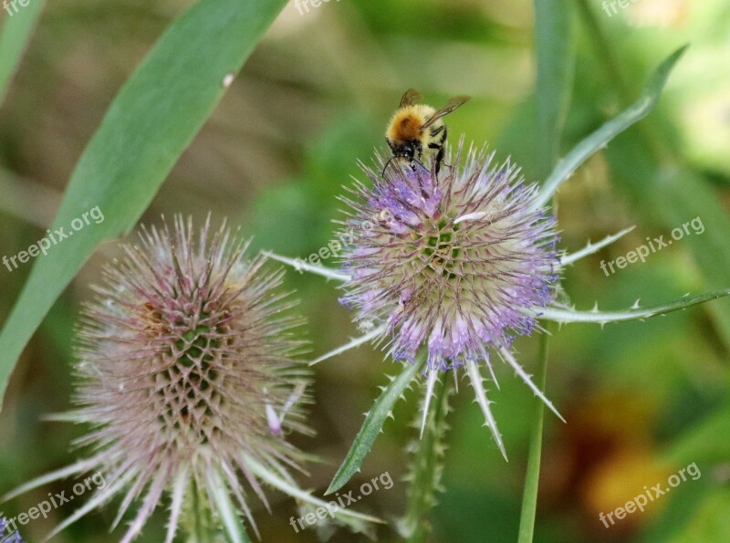 Thistle Bee Spiky Plant Nature