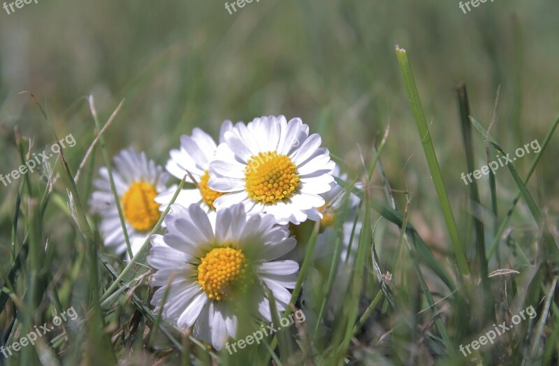 Flower Daisy Plant Rush Grass