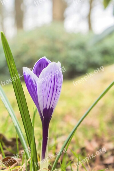 Flower Nature Plant Of Course Crocus