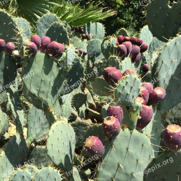 Cactus Fruit Cactus Prickly Thorn Free Photos