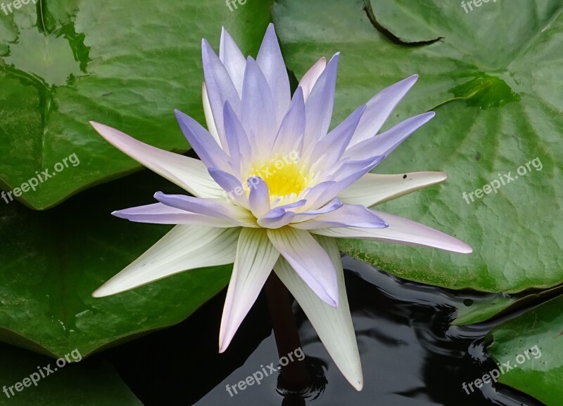 Lily Water Lily Nymphaea Caerulea Blue Water Lily Sacred Blue Lily