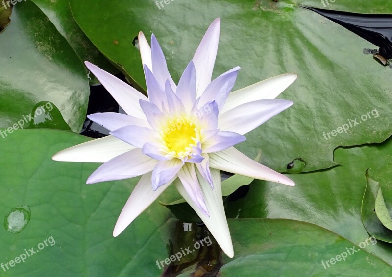 Lily Water Lily Nymphaea Caerulea Blue Water Lily Sacred Blue Lily