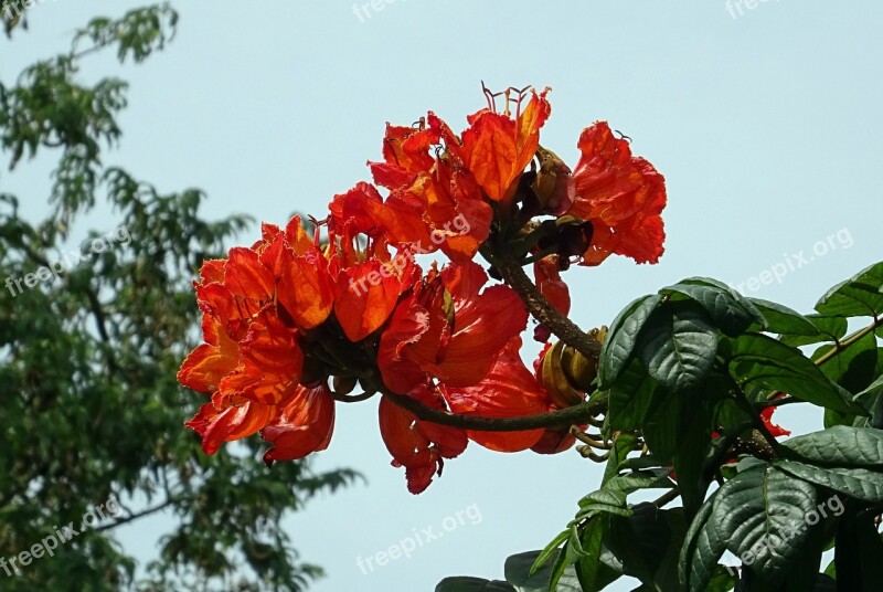 Flower Spathodea Plant Tree Bignoniaceae