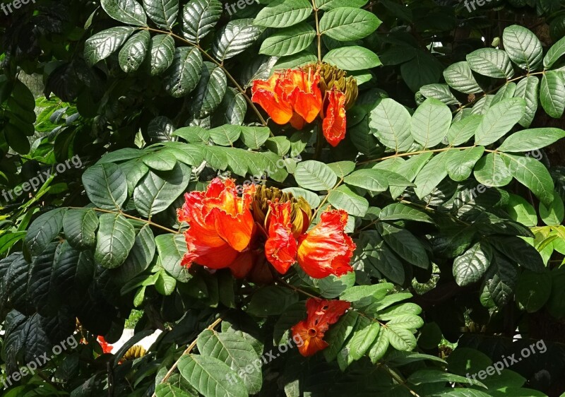 Flower Spathodea Plant Tree Bignoniaceae