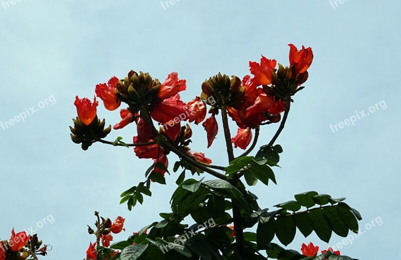 Flower Spathodea Plant Tree Bignoniaceae