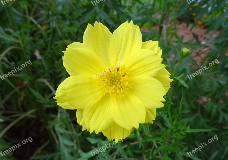 Flower Cosmos Cosmos Sulphureus Sulfur Cosmos Yellow Cosmos