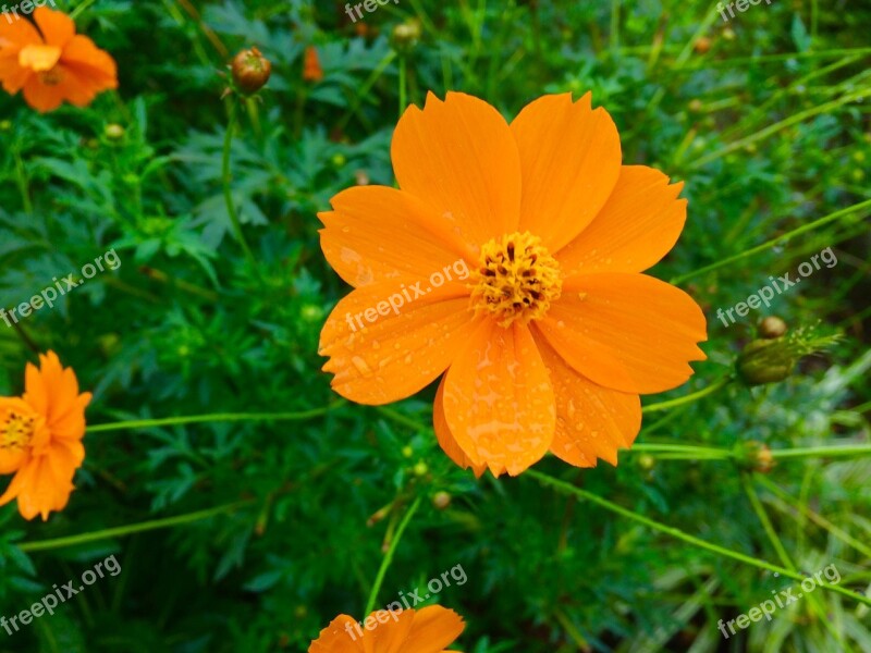 Garland Chrysanthemum Flowers Orange Leaf Green 1 Wheel