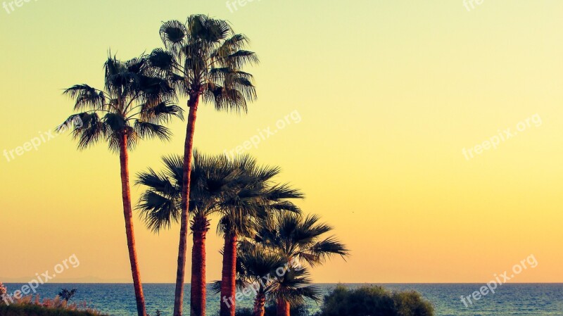 Palm Trees Beach Sea Morning Light Nature