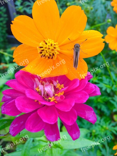 Garland Chrysanthemum Dahlia Flowers Orange Color Leaf