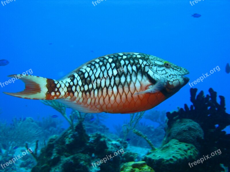 Diving Ocean Coral Sea Water