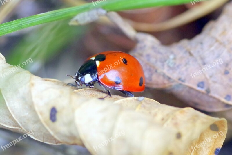 Ladybug Insect Red Dots Black