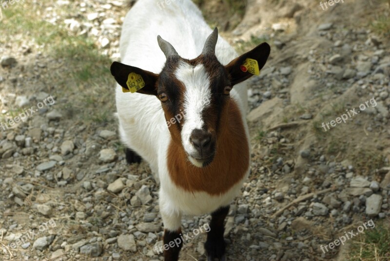 Goat Pet Kid Dwarf Goat Livestock